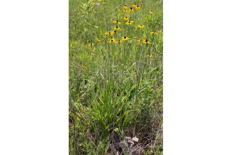 Rudbeckia nitida -251