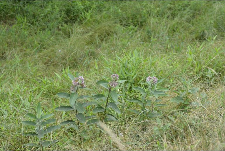 Asclepias syriaca -252