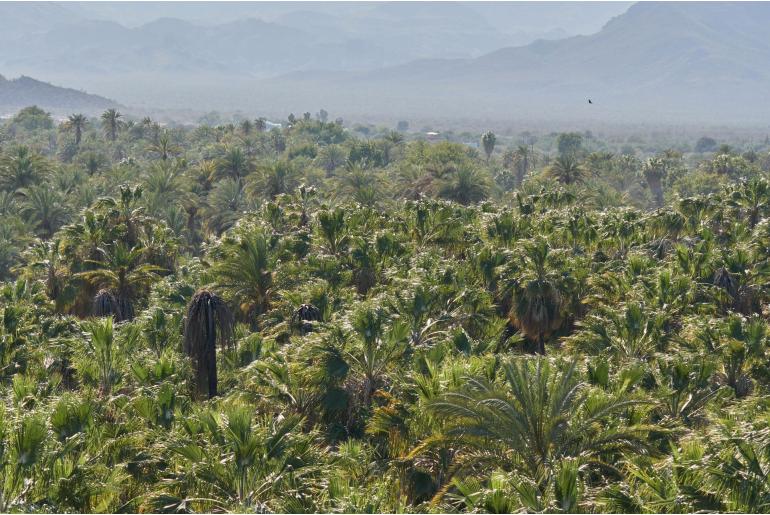 Washingtonia filifera var robusta -267