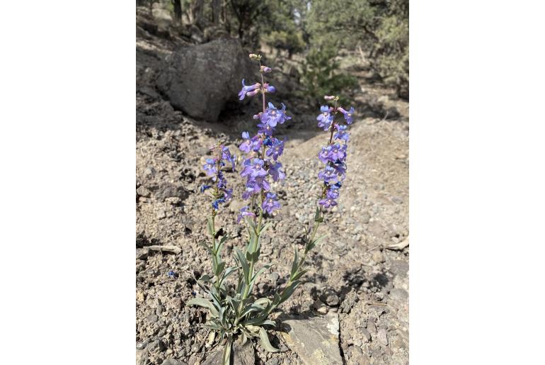 Penstemon osterhoutii -275