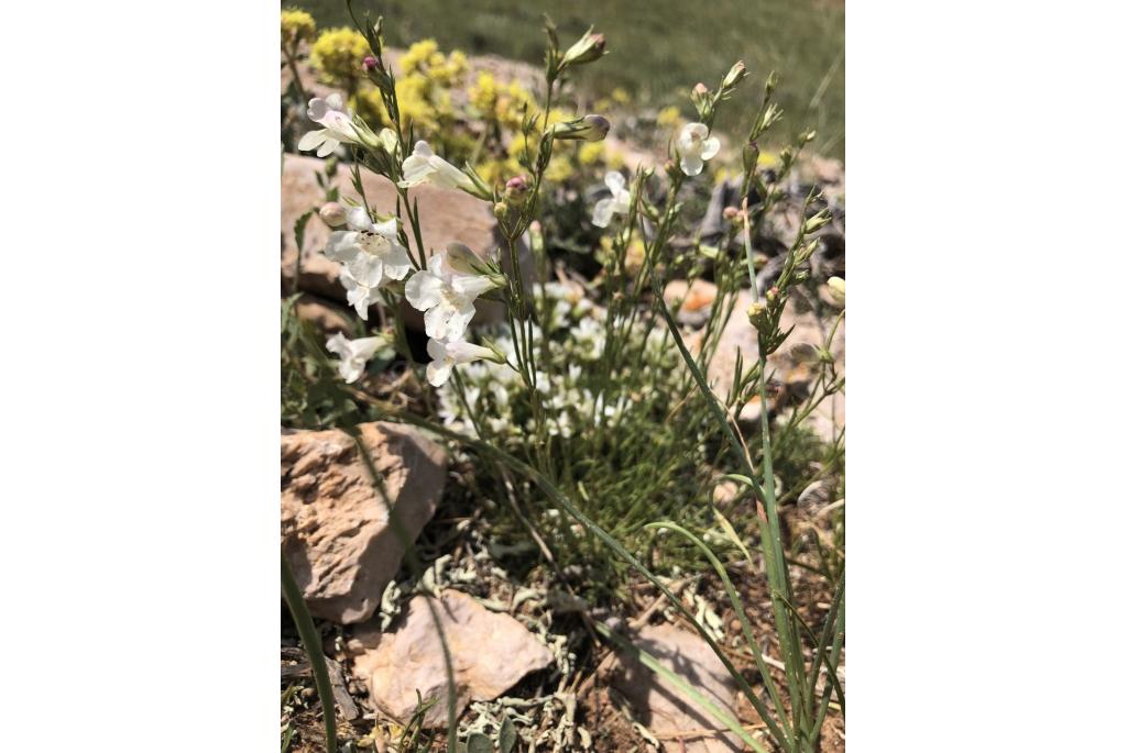 Lariksblad penstemon