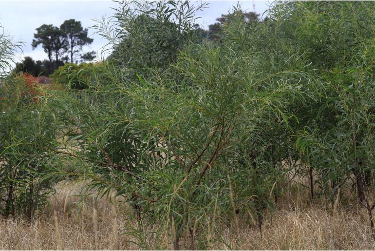 Acacia saligna -285