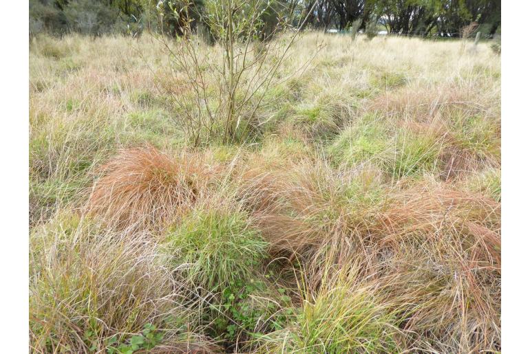 Carex tenuiculmis -288