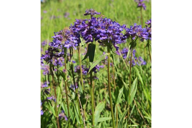 Penstemon washingtonensis -289