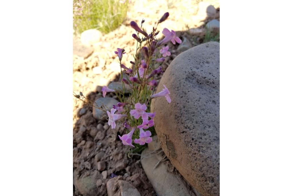 Lariksblad penstemon