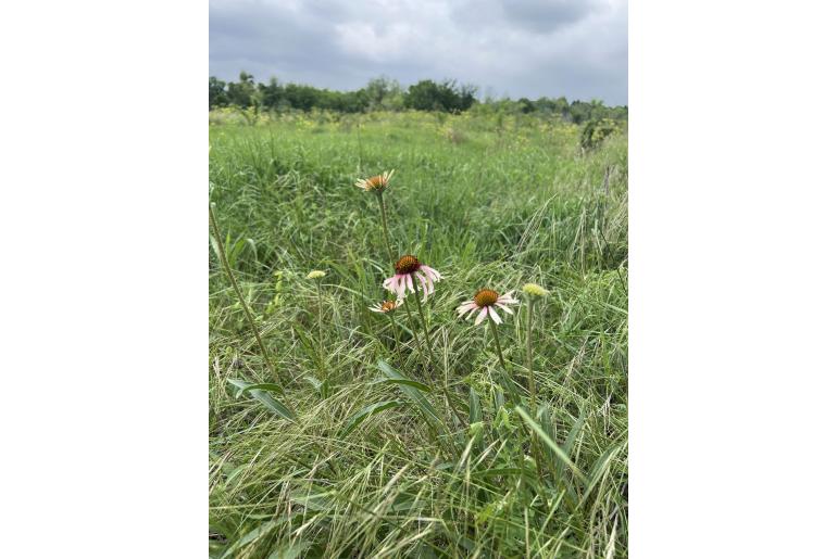 Echinacea angustifolia -305