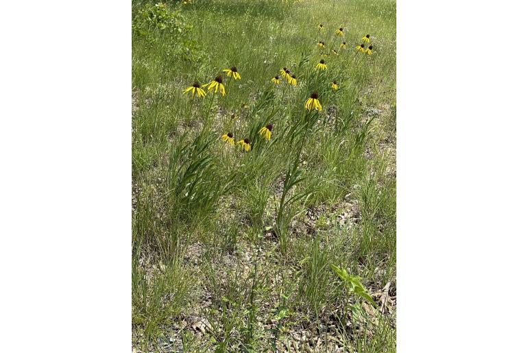 Echinacea paradoxa -308