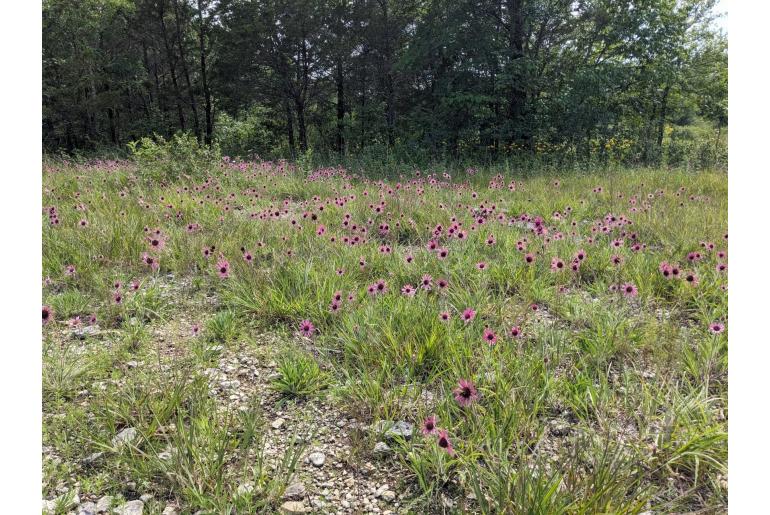 Echinacea tennesseensis -309