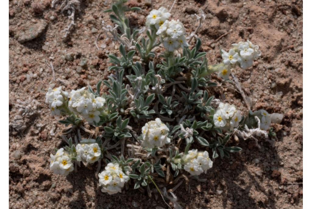 Getufte cryptantha