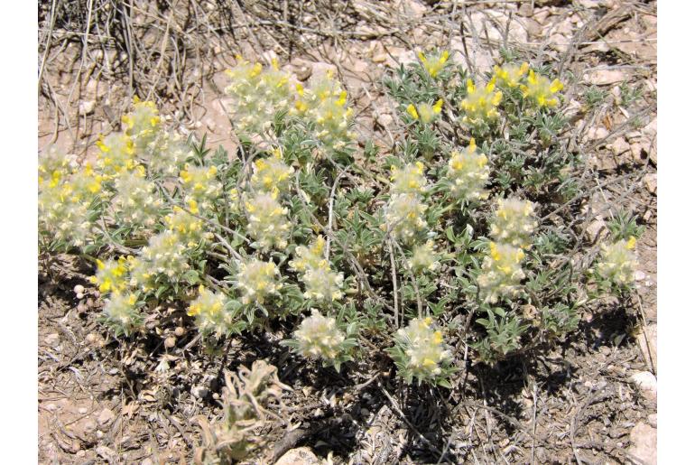 Dalea jamesii -358