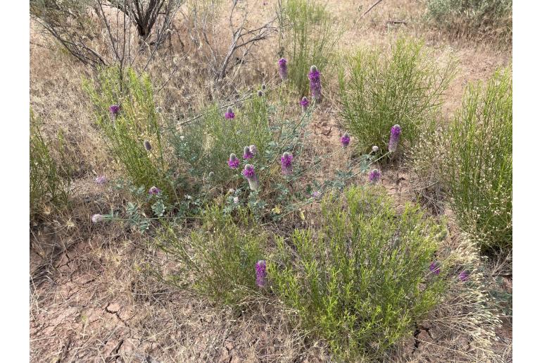 Dalea ornata -362