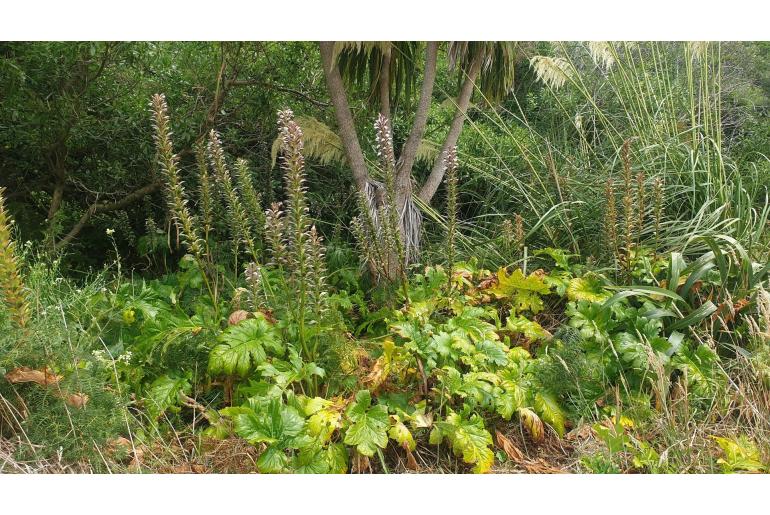 Acanthus mollis -363