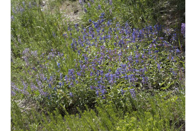 Penstemon watsonii -373