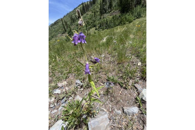 Penstemon whippleanus -374