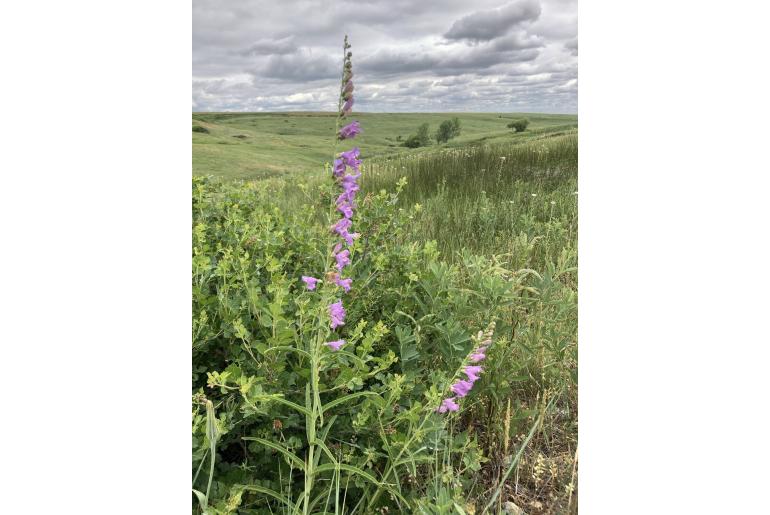 Penstemon virgatus var asa-grayi -375