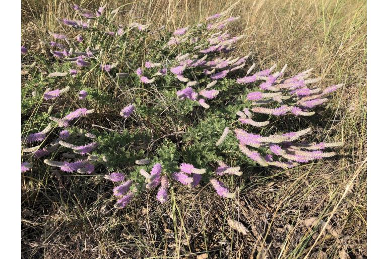 Dalea villosa -376