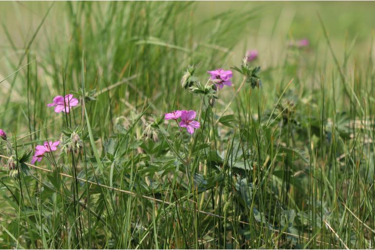 Geranium viscosissimum -377