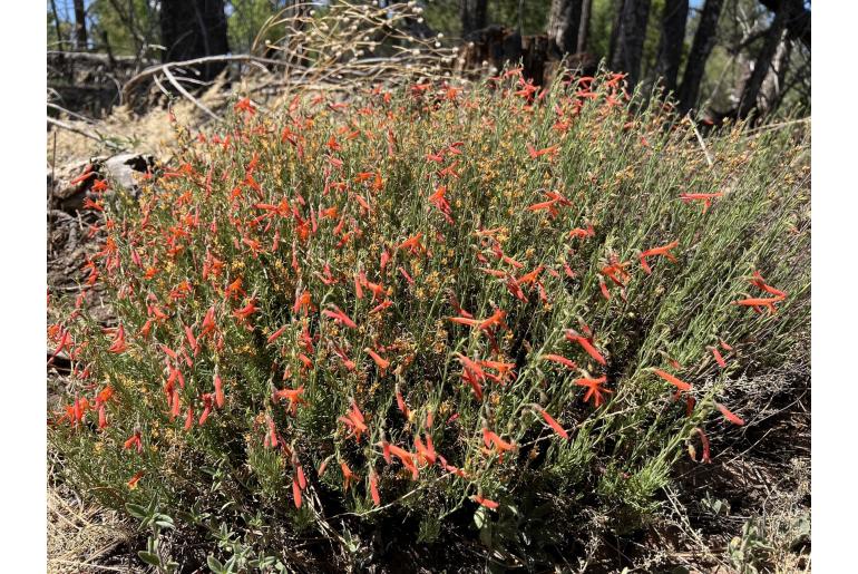 Penstemon pinifolius -402