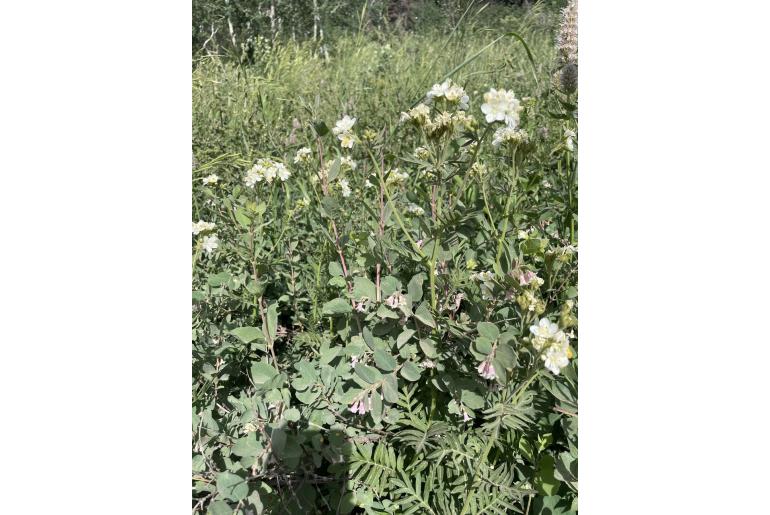 Polemonium foliosissimum var alpinum -403