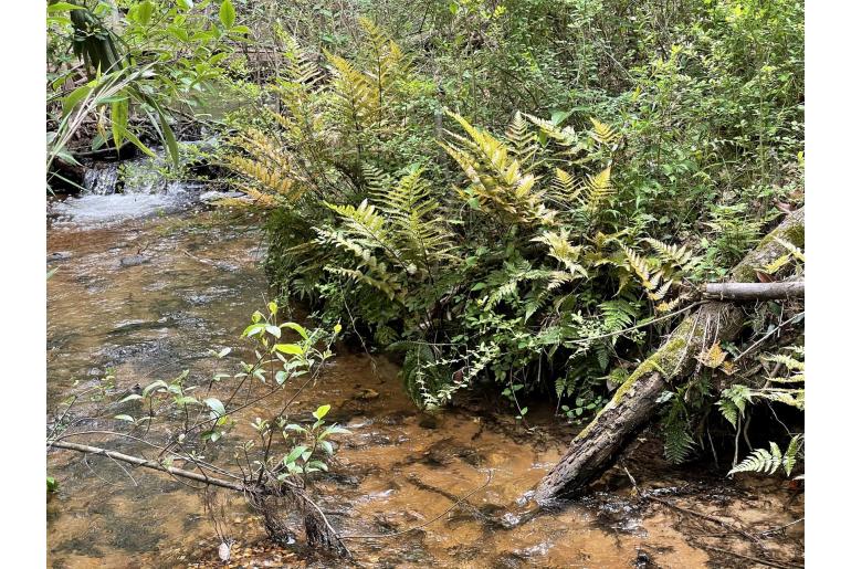 Dryopteris erythrosora -410