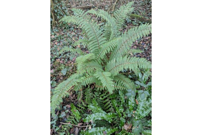 Polystichum setiferum -412