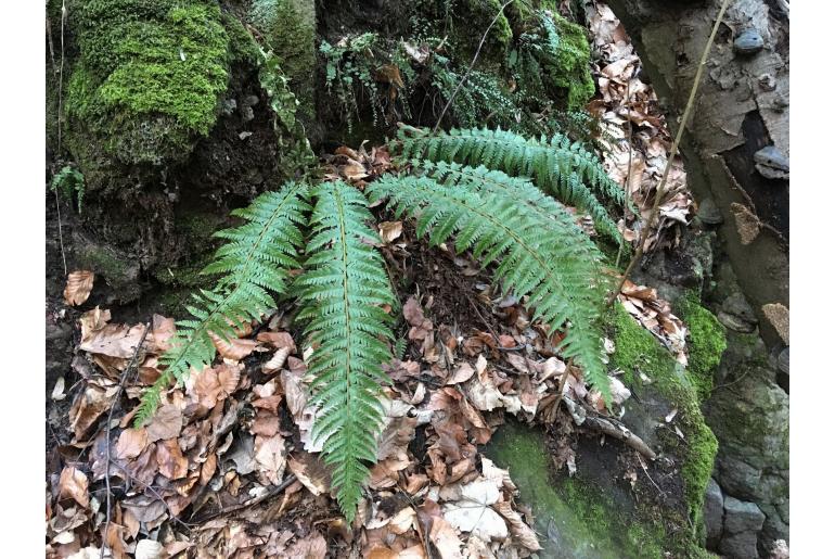 Polystichum aculeatum -415