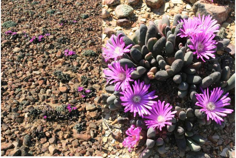 Antegibbaeum fissoides -416