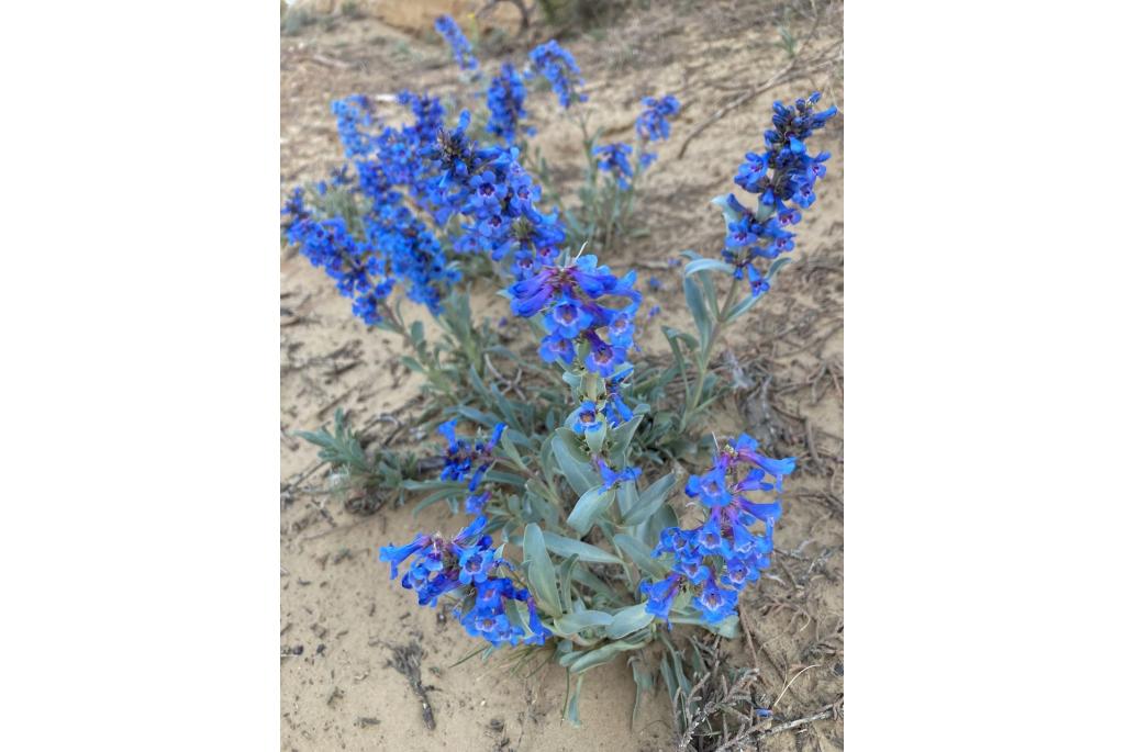 Zand penstemon