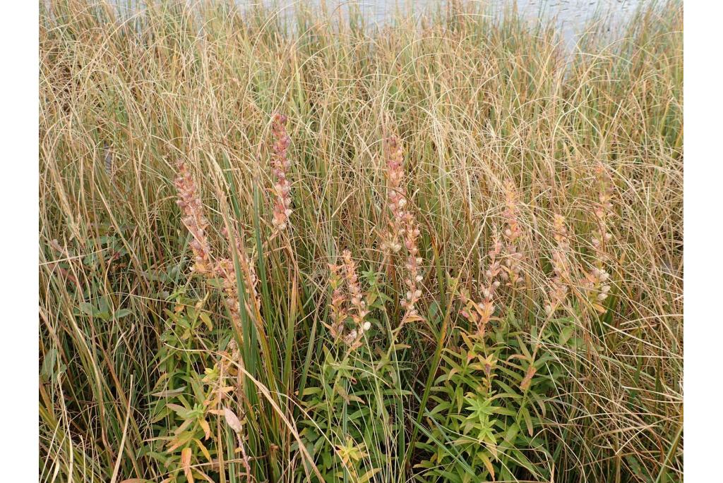 Paarse axlobelia