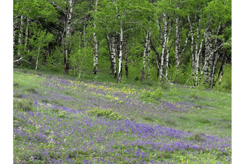 Kleine Ridderspoor