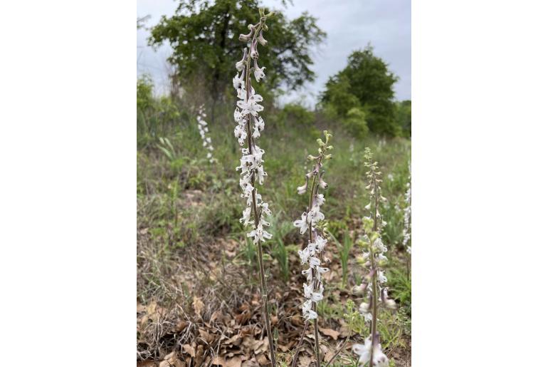 Delphinium carolinianum ssp virescens -443