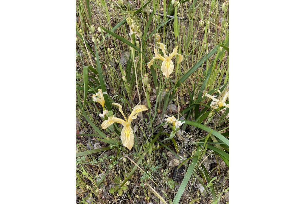 Siskiyou iris