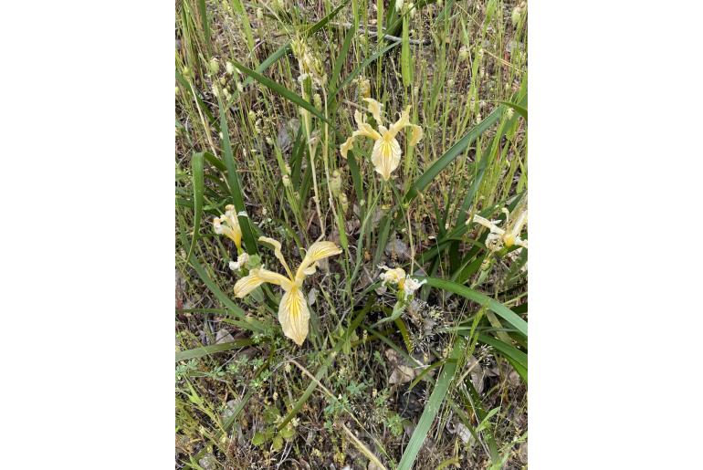 Iris bracteata -493