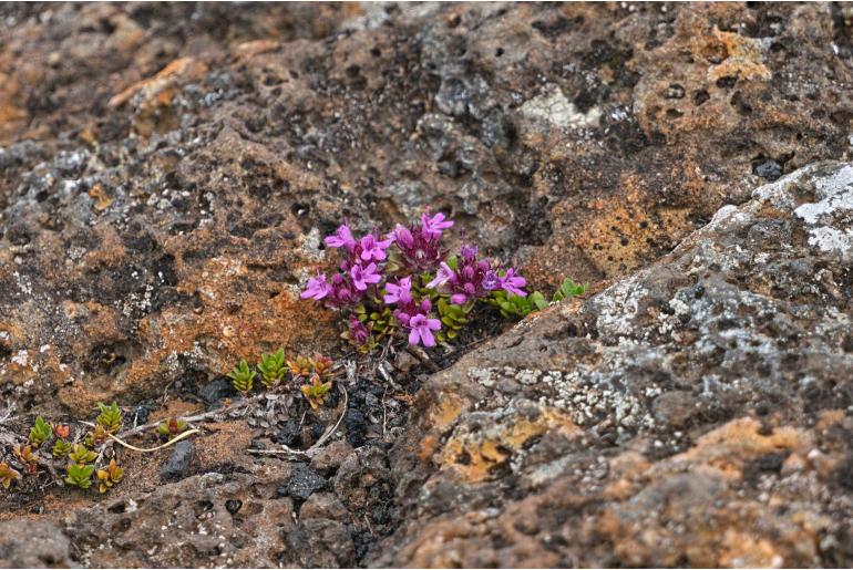 Thymus praecox ssp britannicus -502