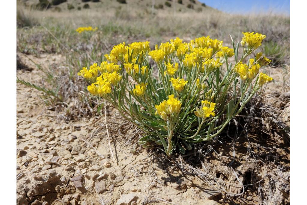 Rondblad physaria