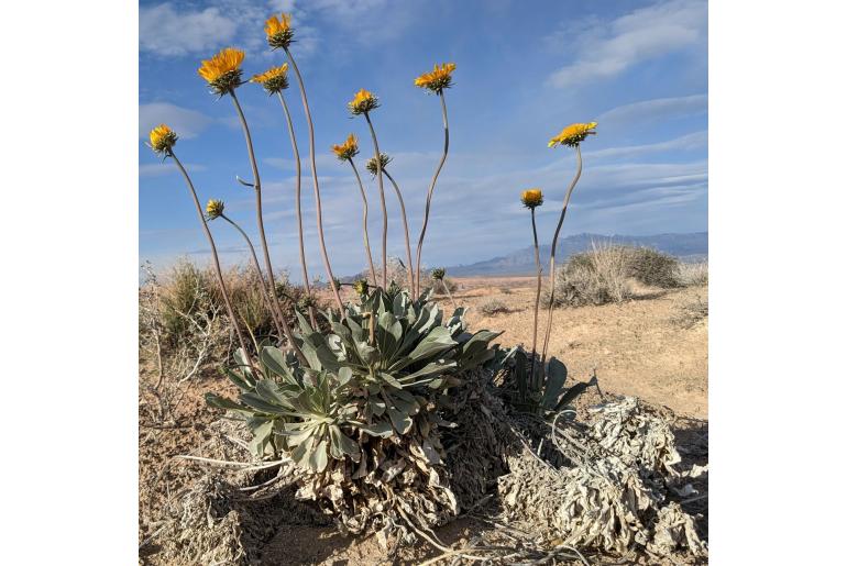 Enceliopsis argophylla -528