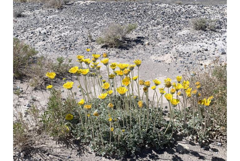 Enceliopsis nudicaulis -532