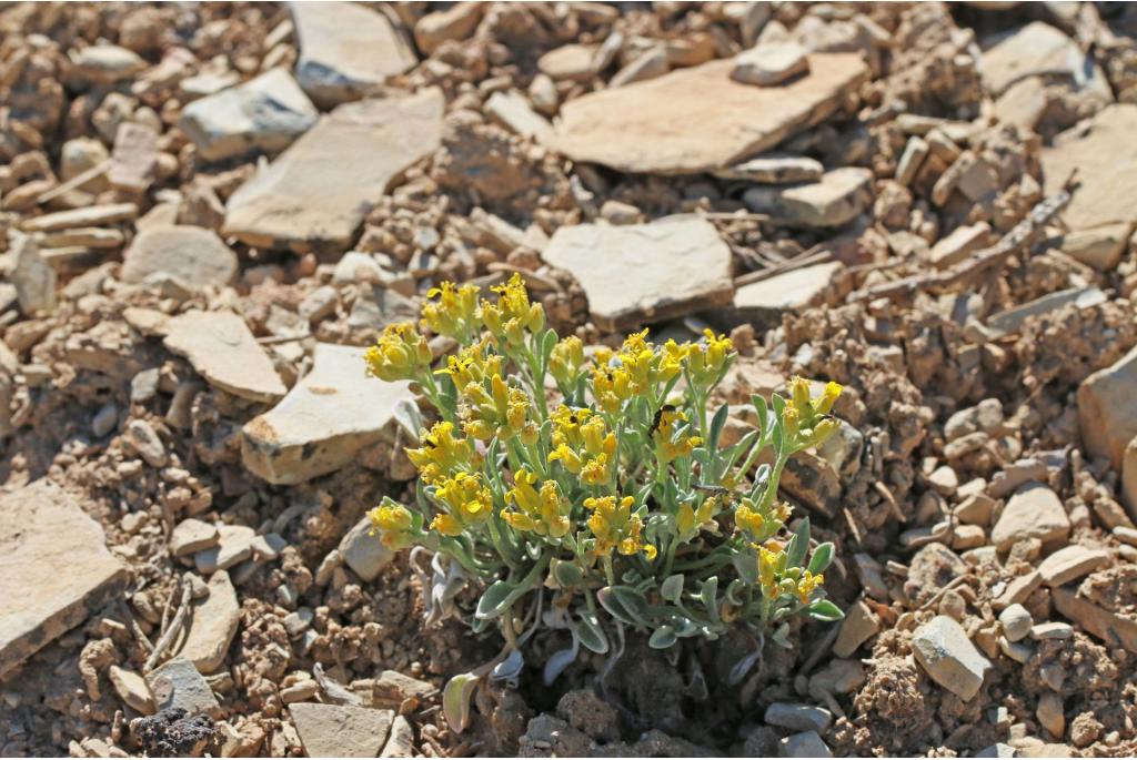 Rollins' physaria