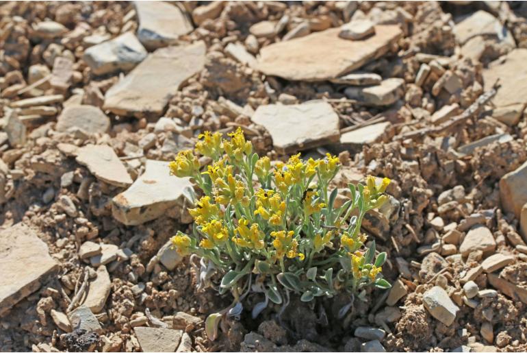 Physaria subumbellata -544