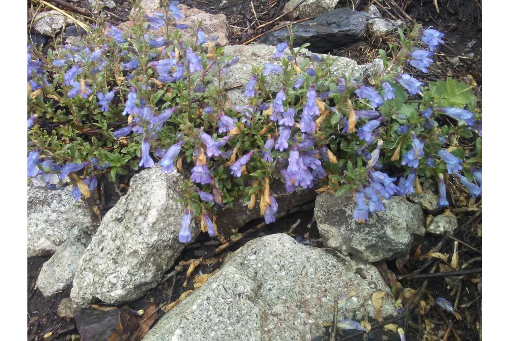 Crandalls kruipende penstemon