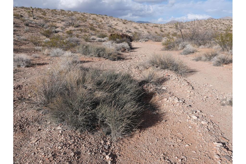 Torrey's ephedra