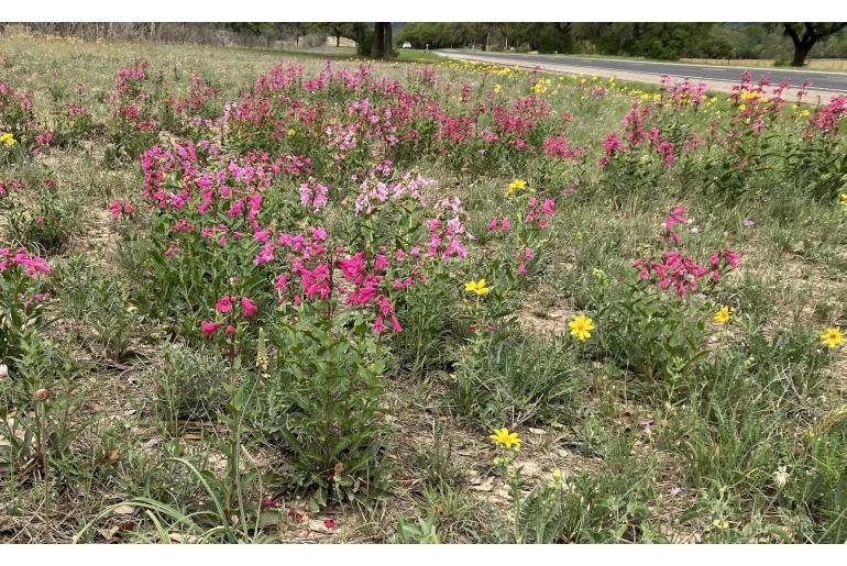 Penstemon triflorus -578