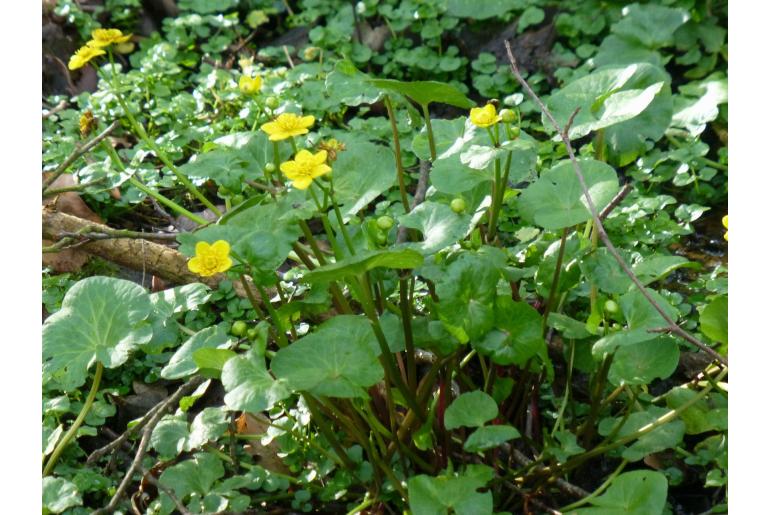 Caltha palustris -588