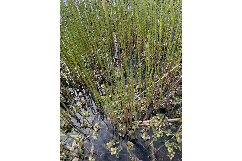 Equisetum fluviatile -589