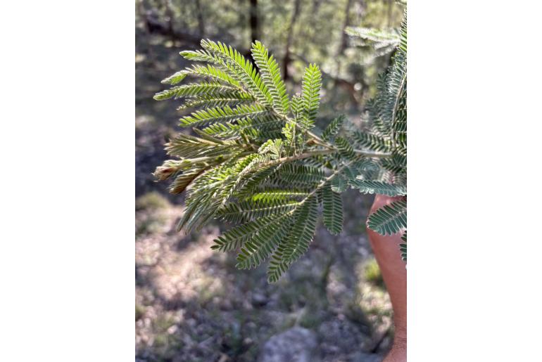 Acacia fulva -590