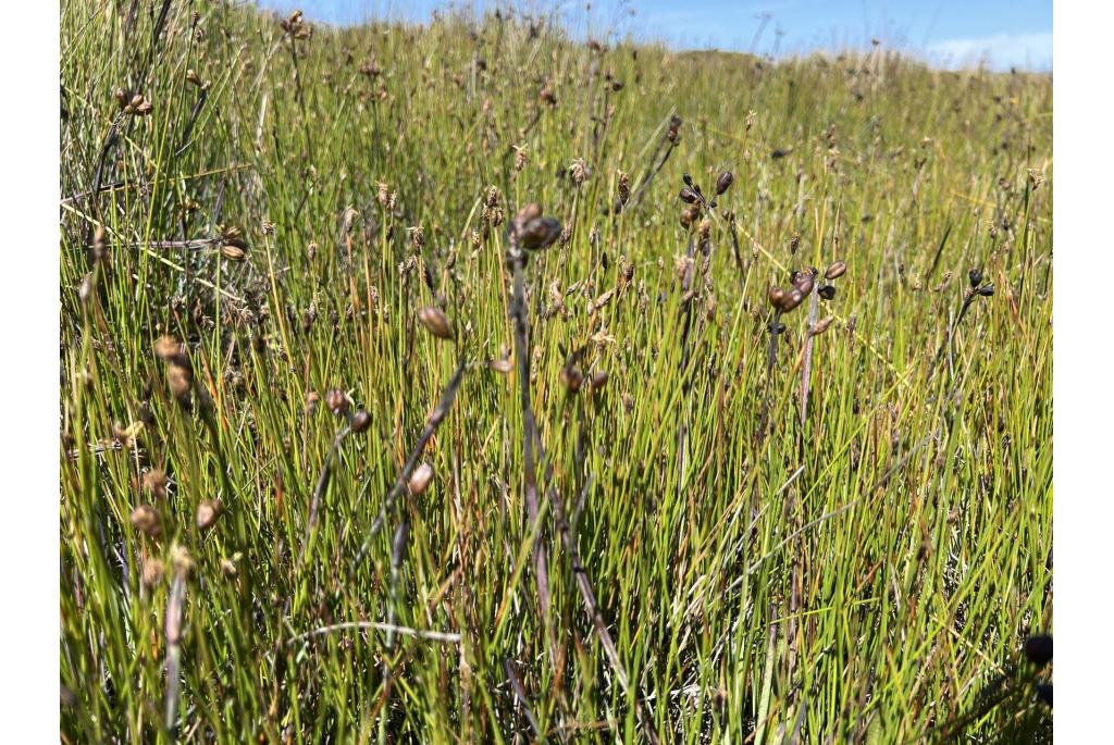 Gouden blauwogig gras