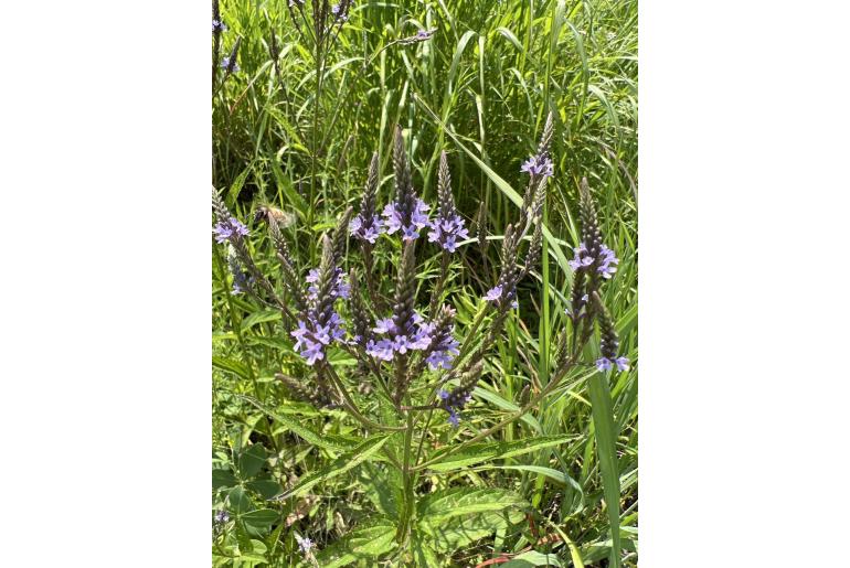 Verbena hastata -617