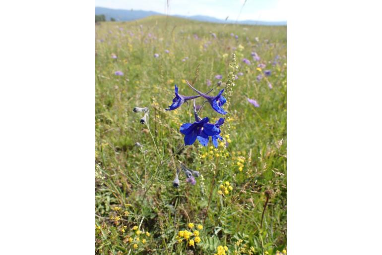 Delphinium grandiflorum -619