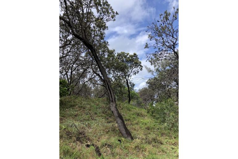 Banksia integrifolia ssp integrifolia -629