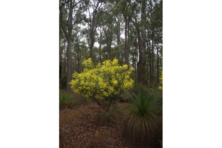 Acacia celastrifolia -650